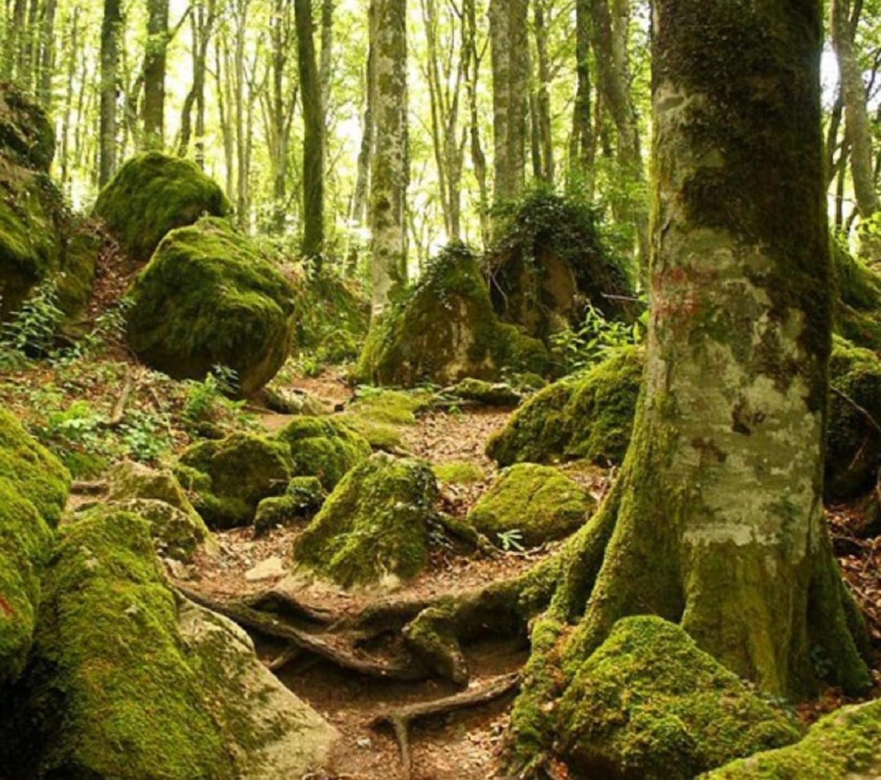 La Casetta Di Noah Pratovecchio Buitenkant foto